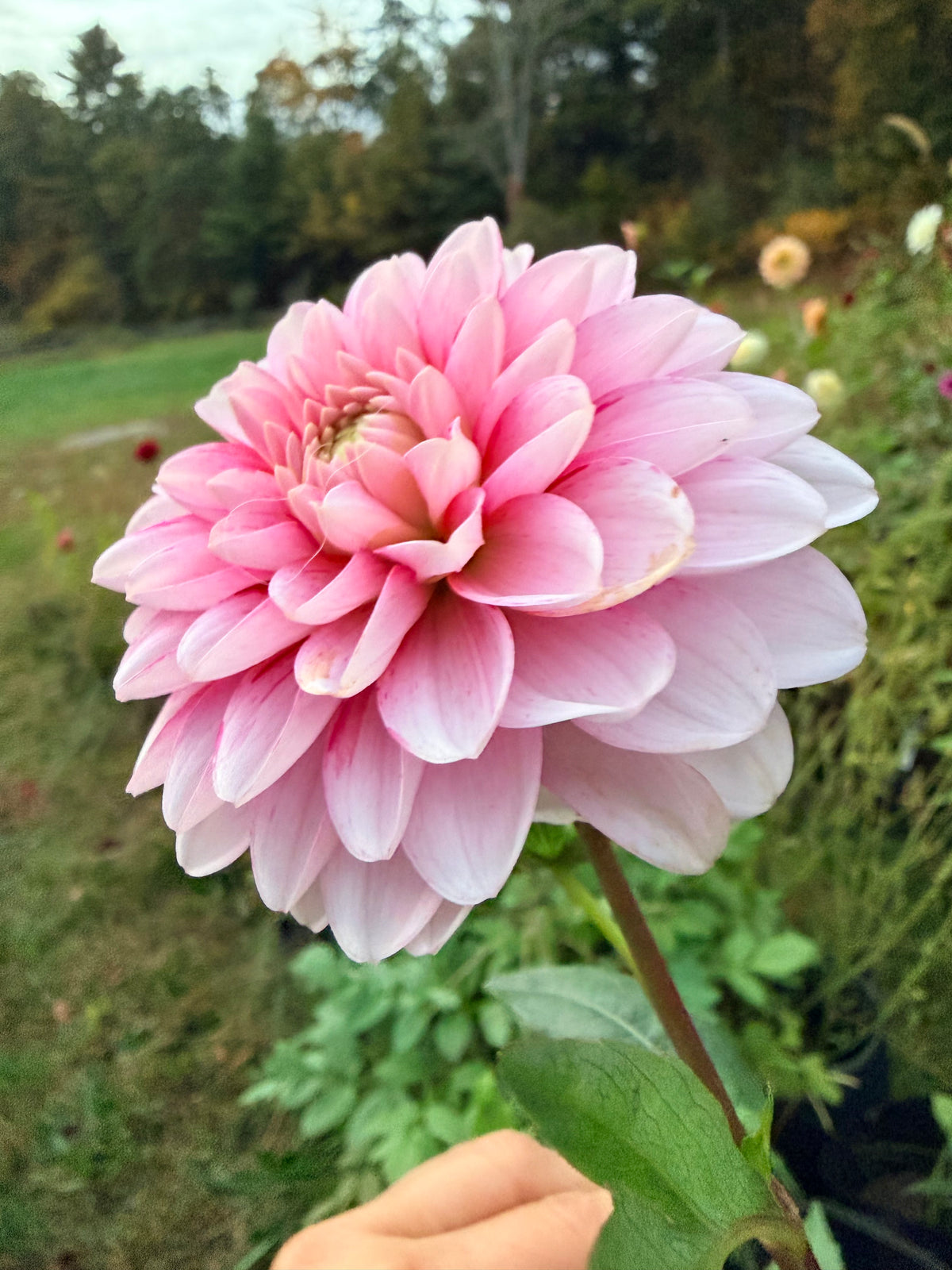Strawberry Cream Dahlia Tuber