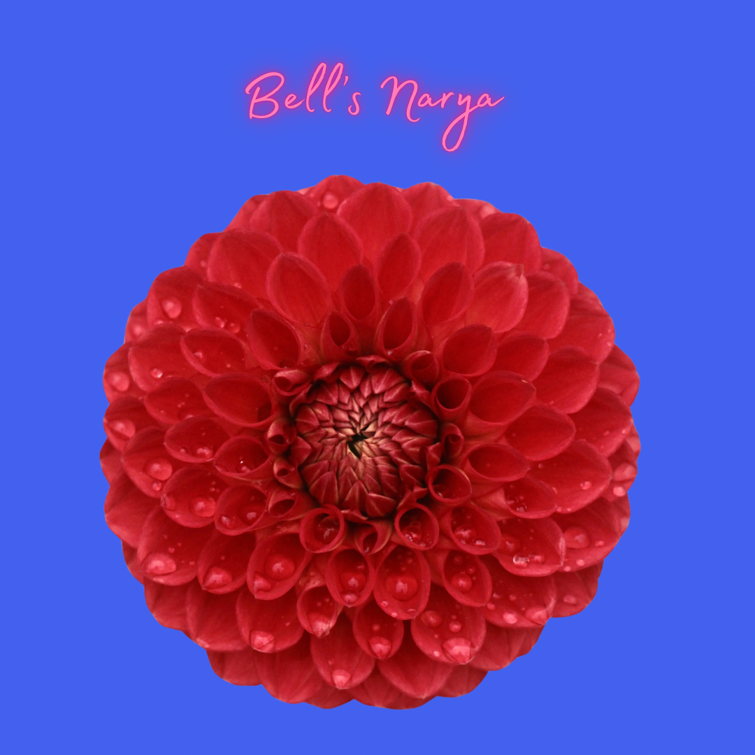 Bell’s Narya Dahlia Tuber