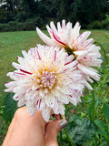 River's Ripple Dahlia Pot Tuber