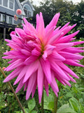 Sandia Barbie Dahlia Tuber
