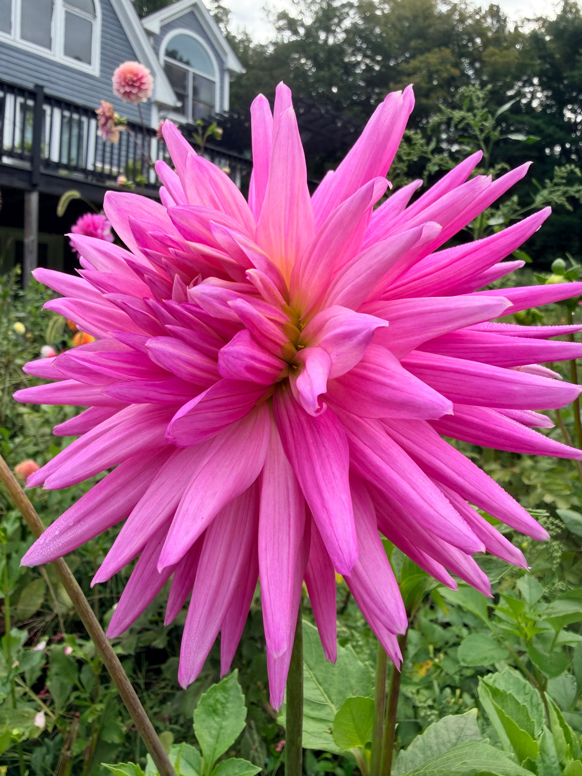 Sandia Barbie Dahlia Tuber