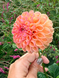 Lee's Adelaide Dahlia Tuber