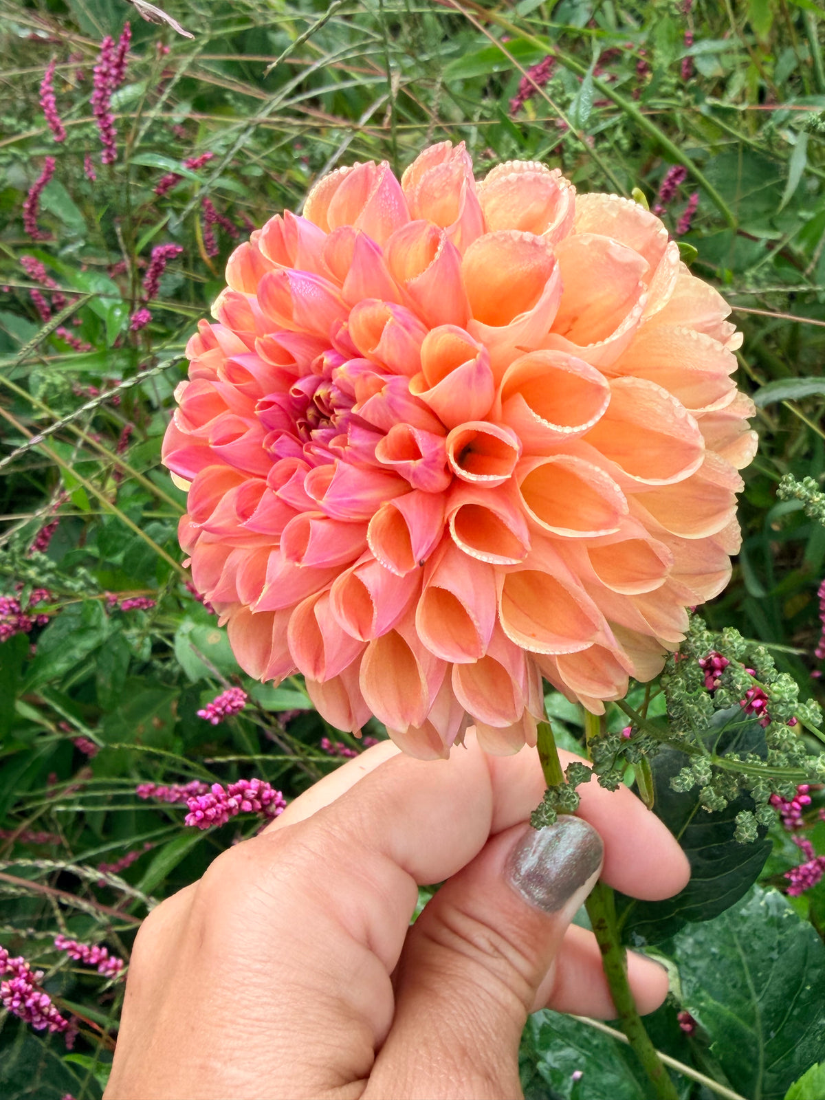 Lee's Adelaide Dahlia Tuber