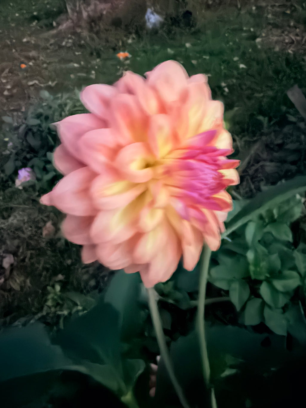 Everbloom Lullaby Dahlia Tuber