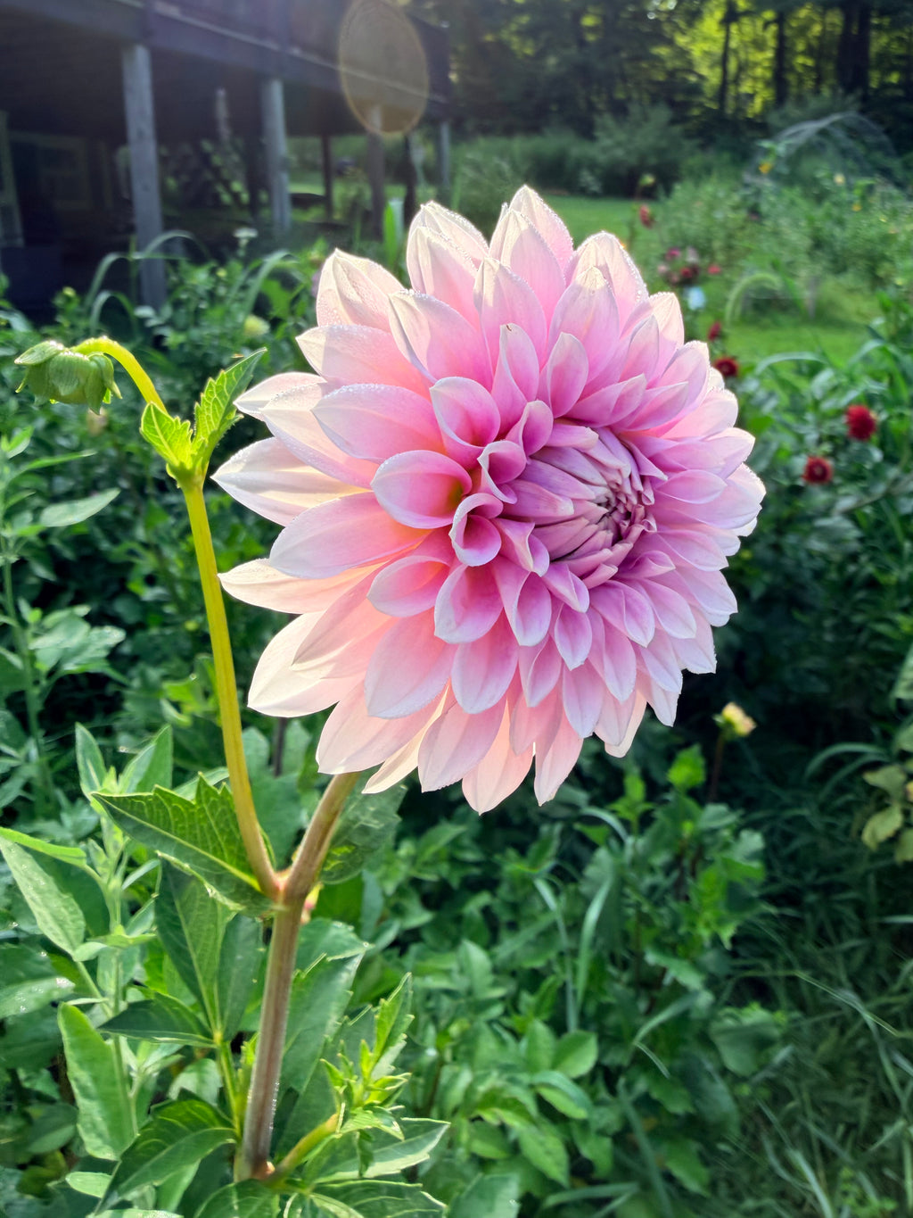 Lee's Lilly Pilly Dahlia Tuber