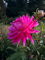 Hollyhill LilyAnn Dahlia Tuber