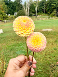 Hapet Compo Dahlia Tuber