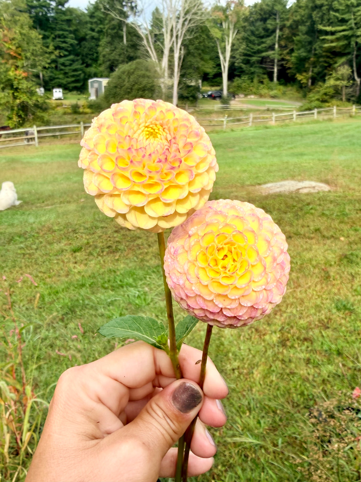 Hapet Compo Dahlia Tuber