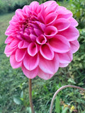 Salmon Kiss Dahlia Tuber