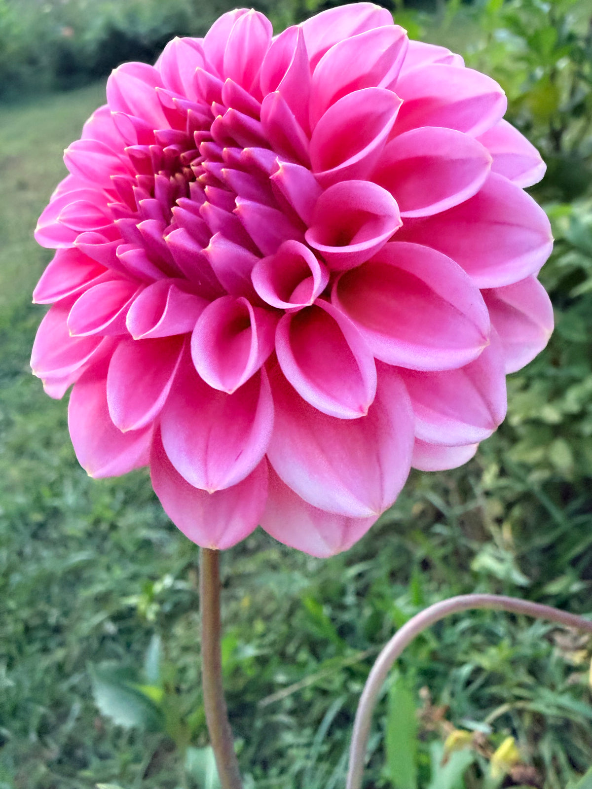 Salmon Kiss Dahlia Tuber