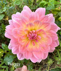 Twiggy Dahlia Tuber