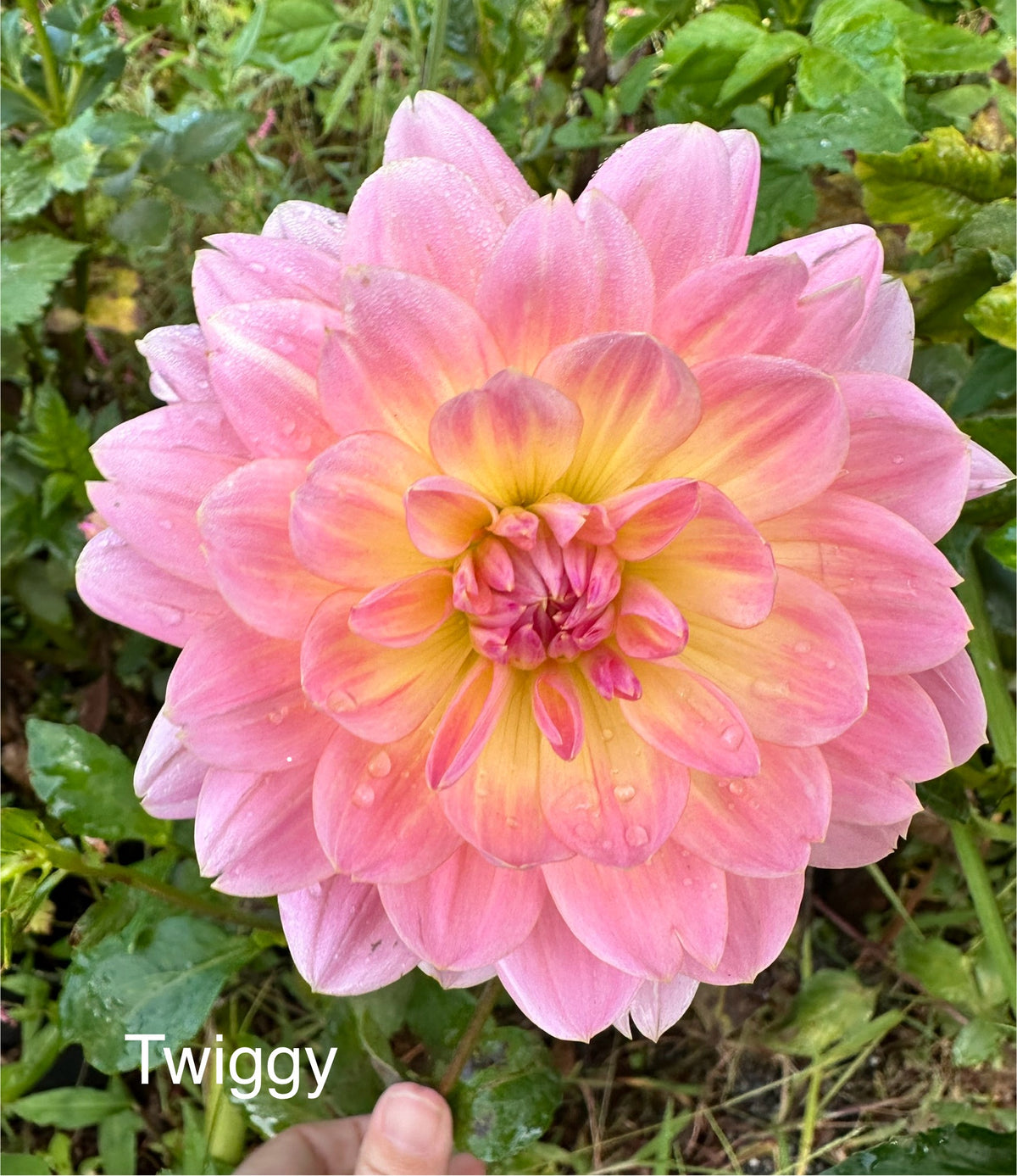 Twiggy Dahlia Tuber