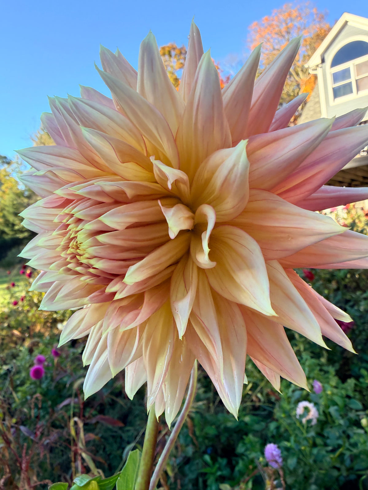 Hollyhill Finlandia Dahlia Tuber