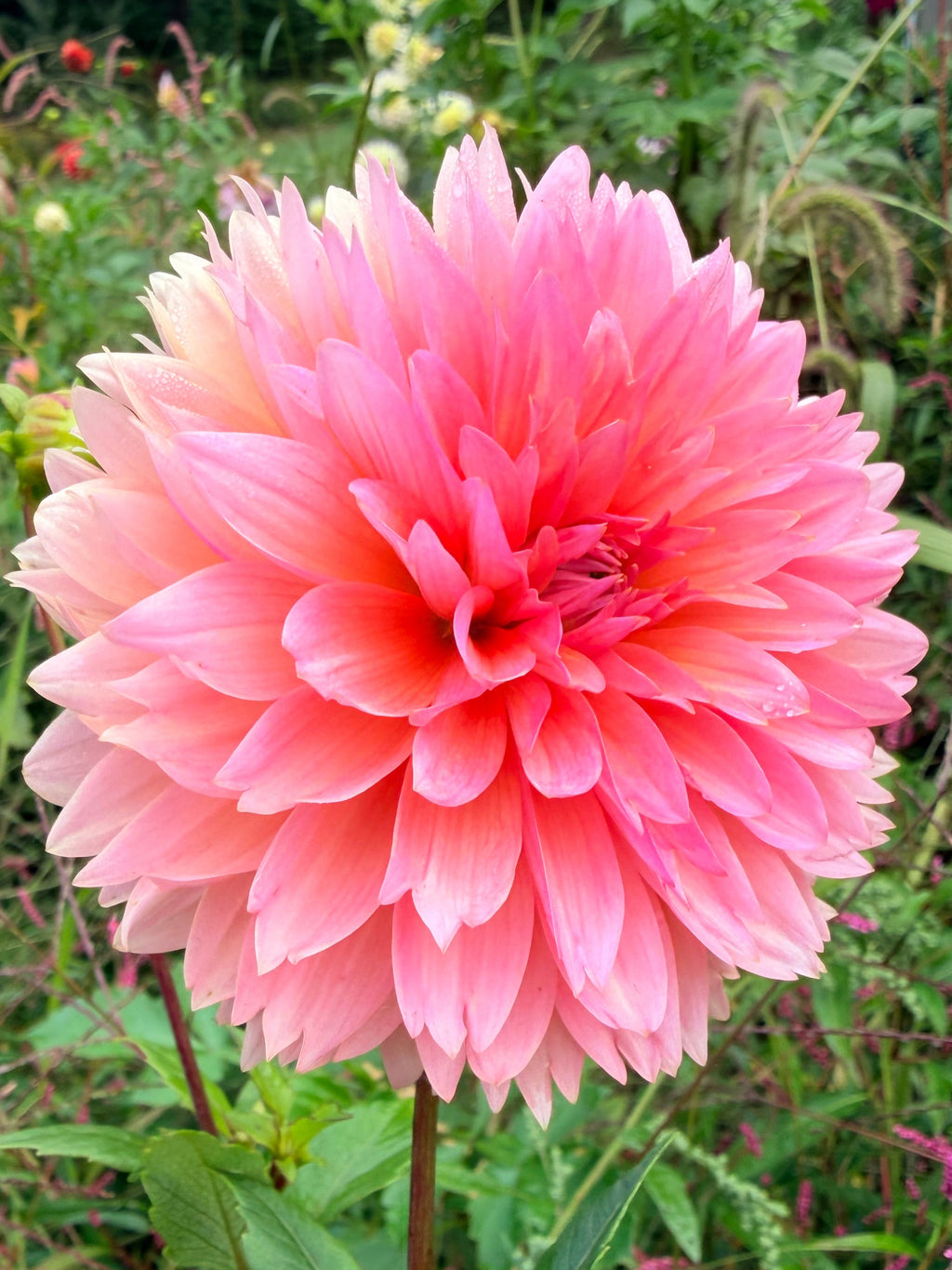 Lee's Canella Fizz Dahlia Tuber