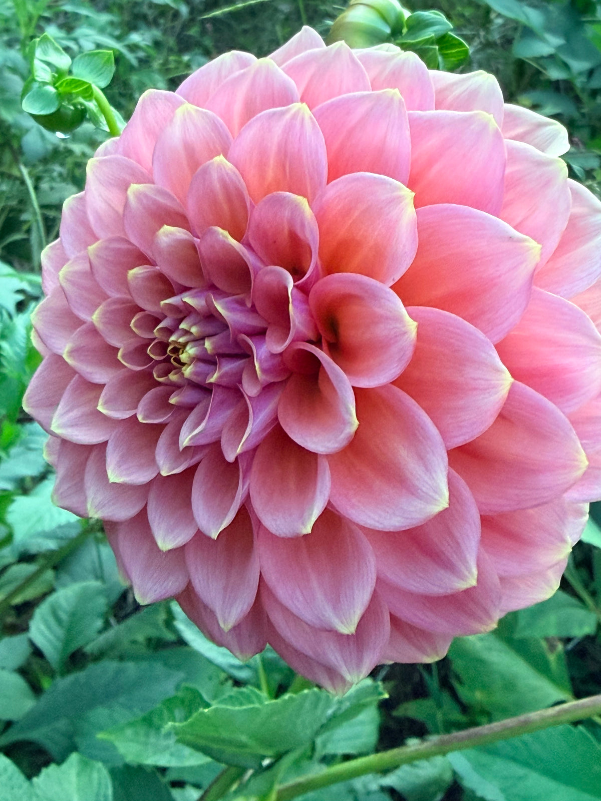 Peachy Parade Dahlia Tuber