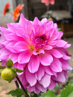 Lizz Baaij Dahlia Tuber