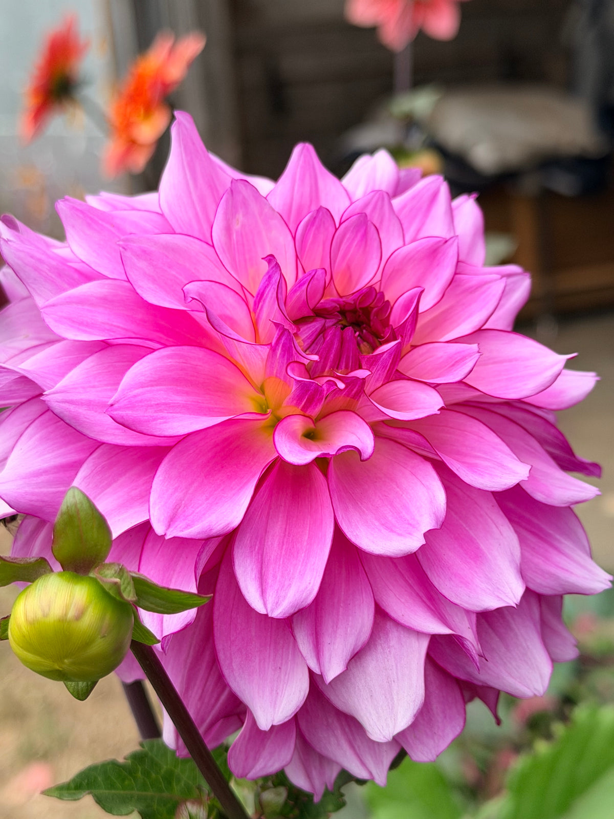 Lizz Baaij Dahlia Tuber