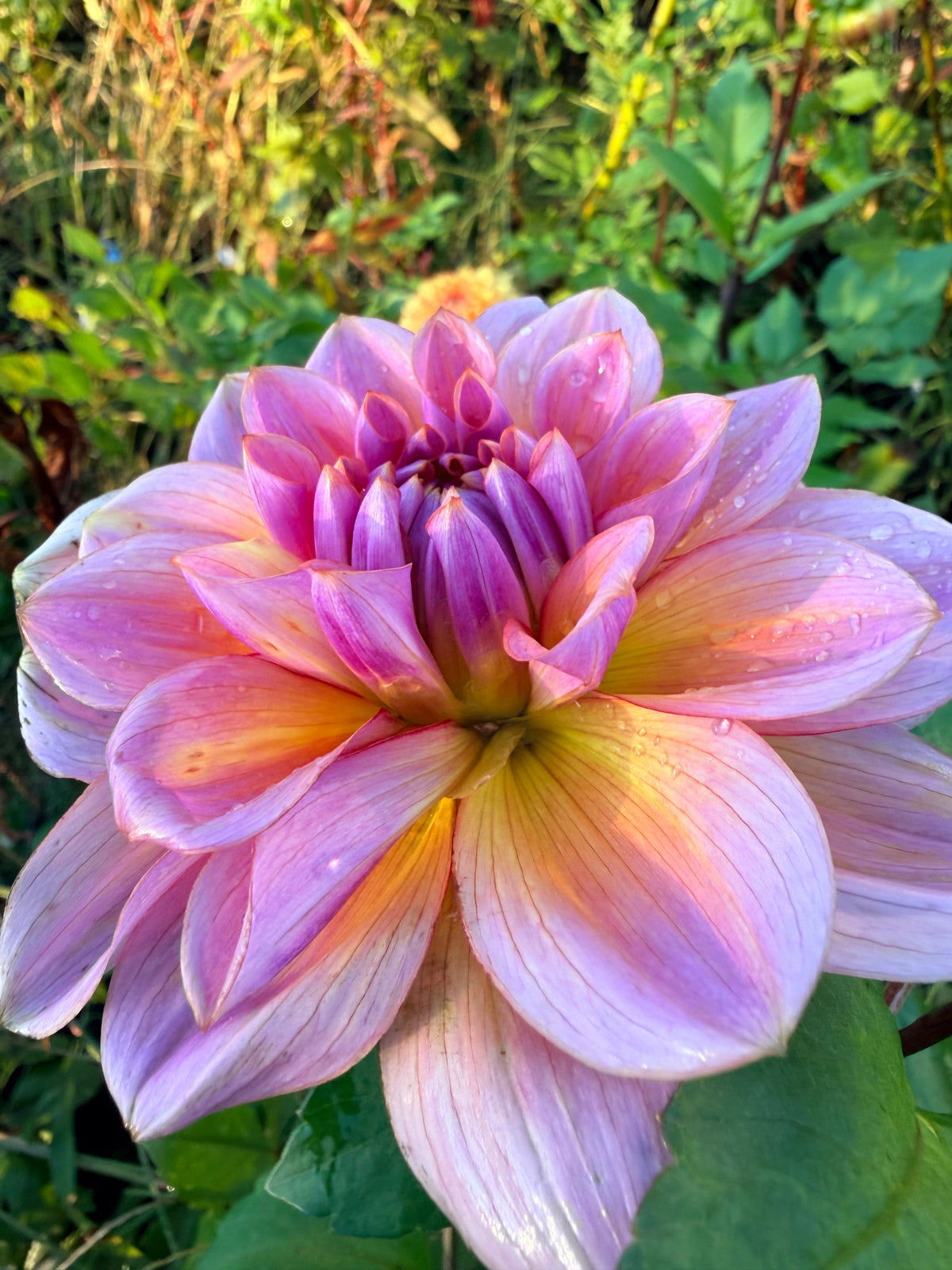 Lahaina Love Dahlia Tuber