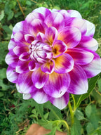 ALOA Jeu de Couleurs Dahlia Tuber