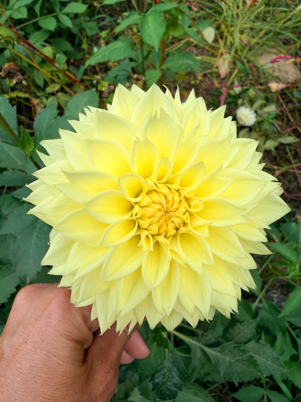 Lee's Cassava Fizz Dahlia Pot Tuber