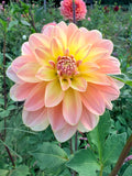 Burfoot Ginger Dahlia Tuber