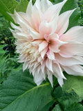 KA's Lavender Blush Dahlia Tuber