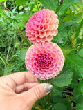 Koko Puff Dahlia Tuber