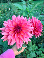 Negroni Sunset Dahlia Tuber