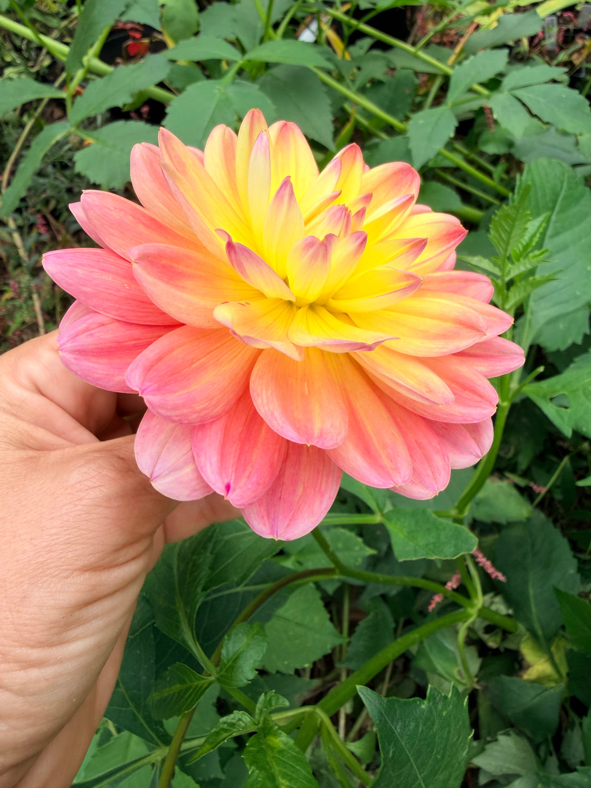 Pam Howden Dahlia Tuber
