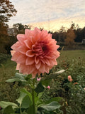 20th Ave Pink Cloud Dahlia Tuber