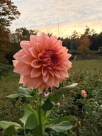 20th Ave Pink Cloud Dahlia Tuber