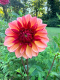 Peach Macaron Dahlia Tuber 🇯🇵