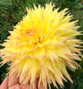 Aslan Dahlia Tuber