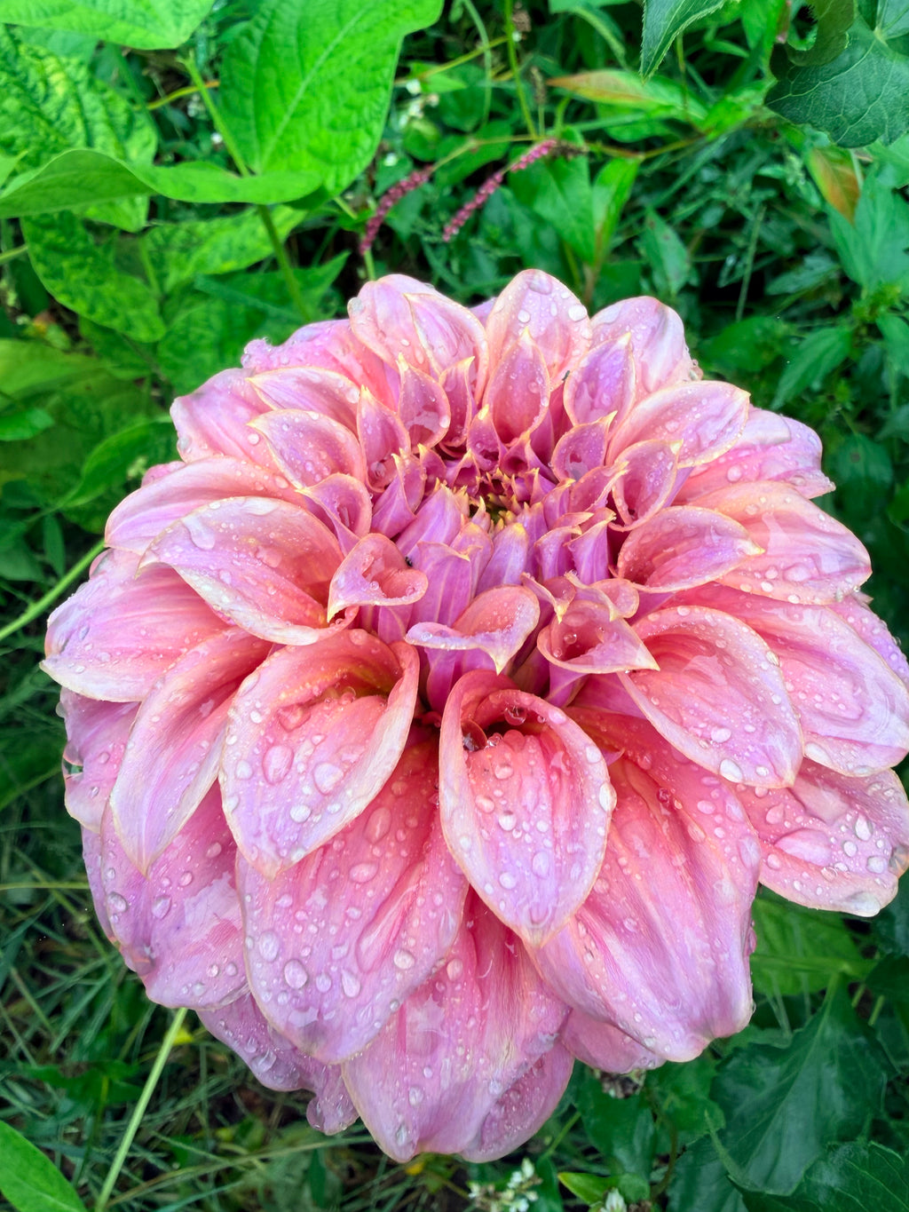 Coorabell Amy Dahlia Tuber 🇦🇺