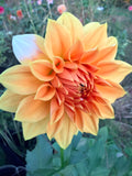 Lee's Sir Duke Dahlia Tuber