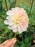 Formby Pearl Dahlia Tuber
