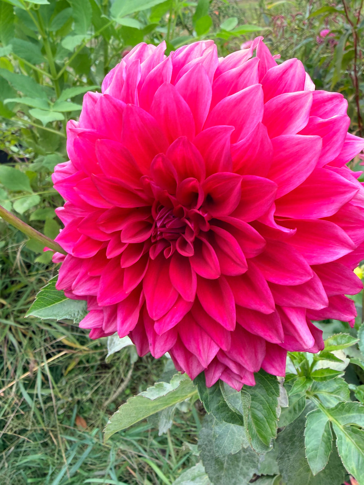 Bloomquist Jana Dahlia Tuber