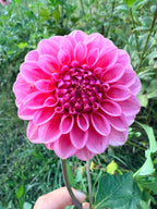 Salmon Kiss Dahlia Tuber