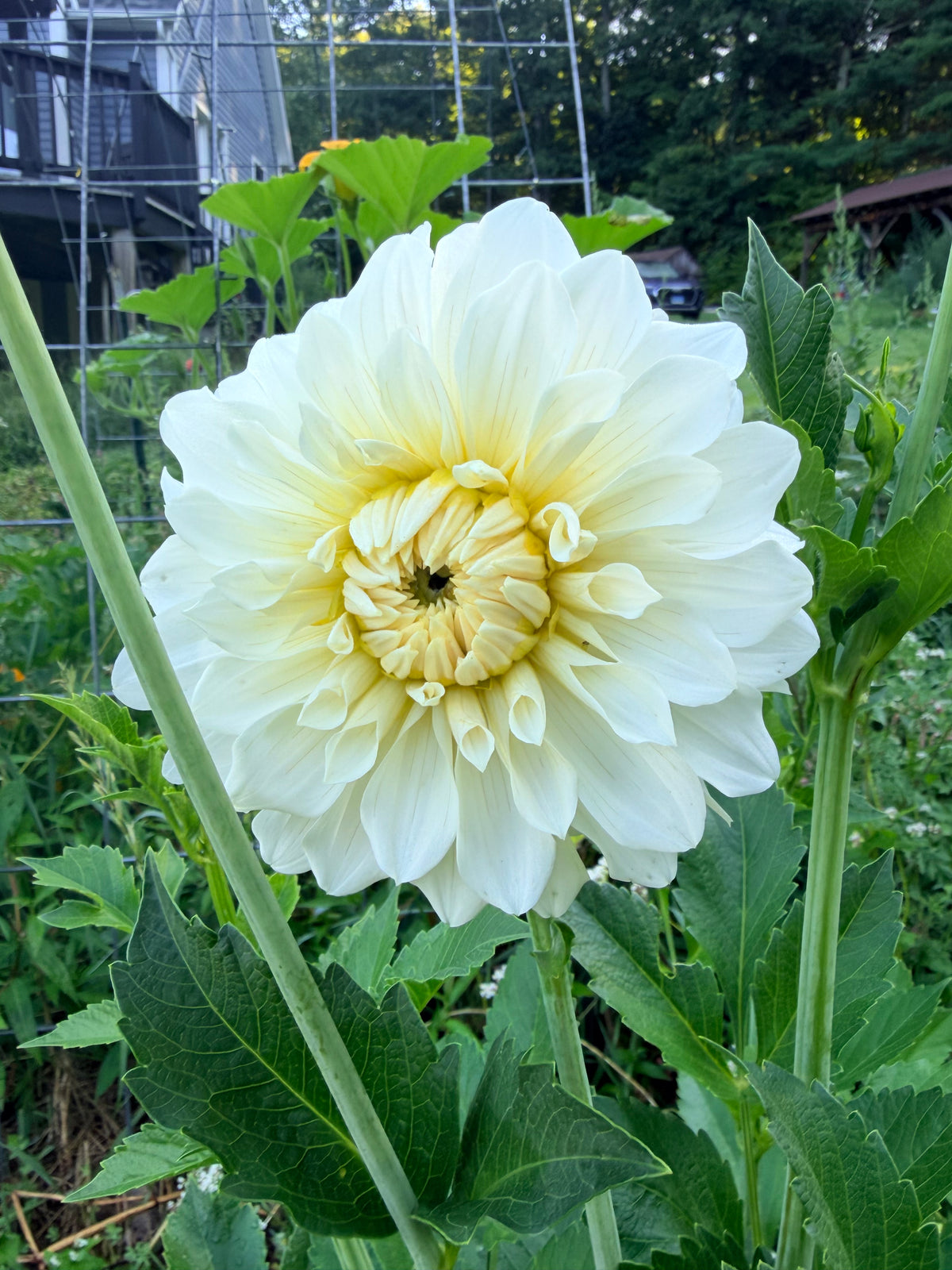 Glossy Florentine Dahlia Tuber