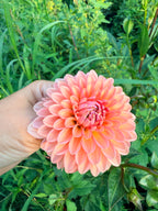 Lee's Zesty Peach Dahlia Tuber
