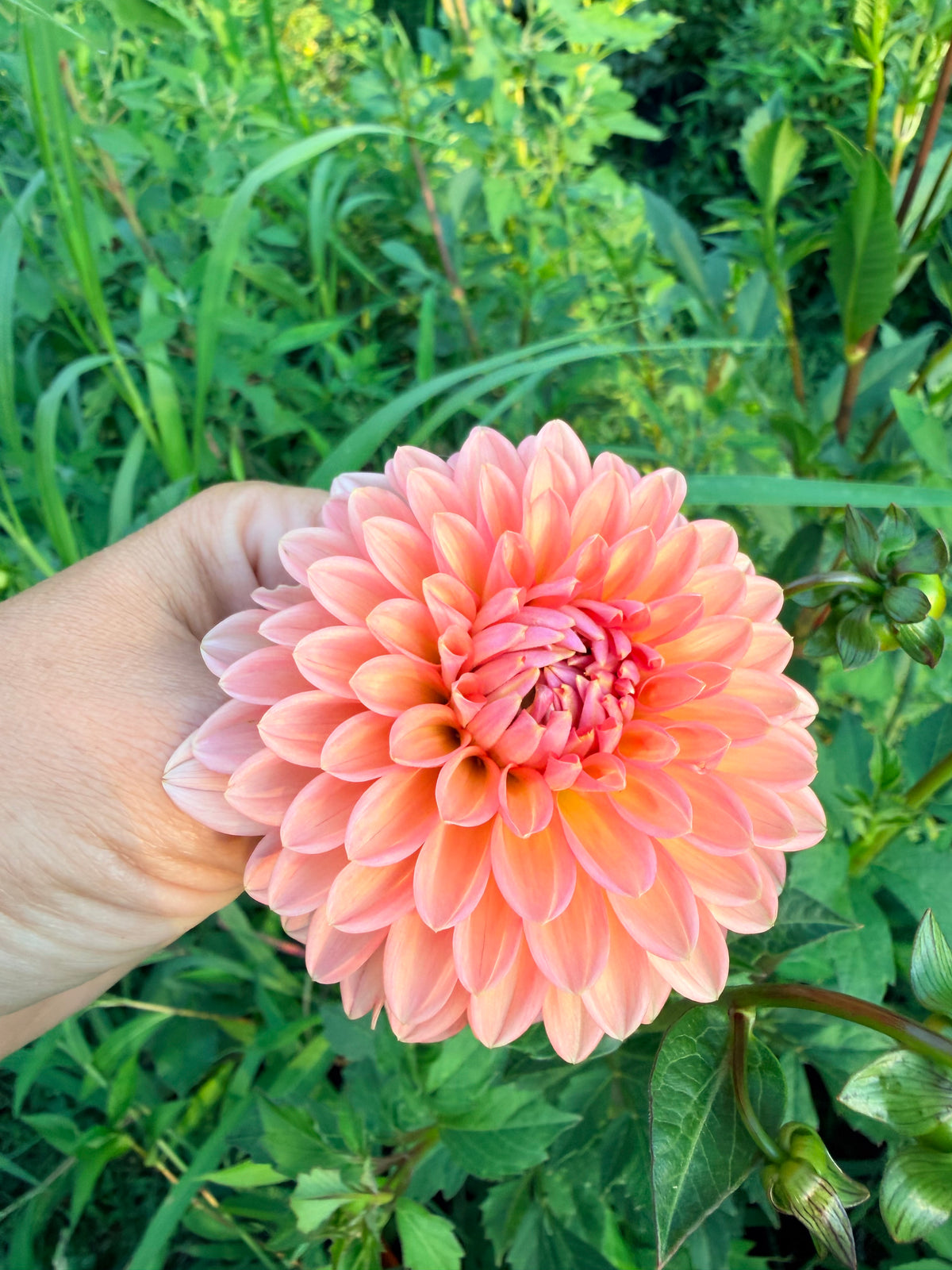 Lee's Zesty Peach Dahlia Tuber