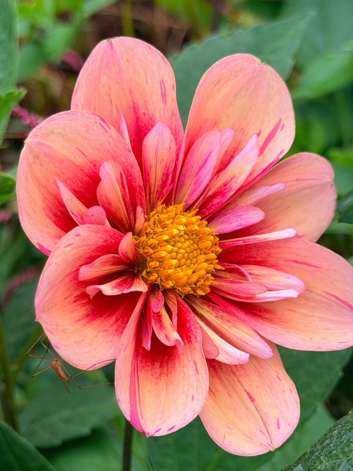 PK Bloodshot Dahlia Tuber