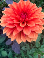 Misses Trucella Dahlia Tuber