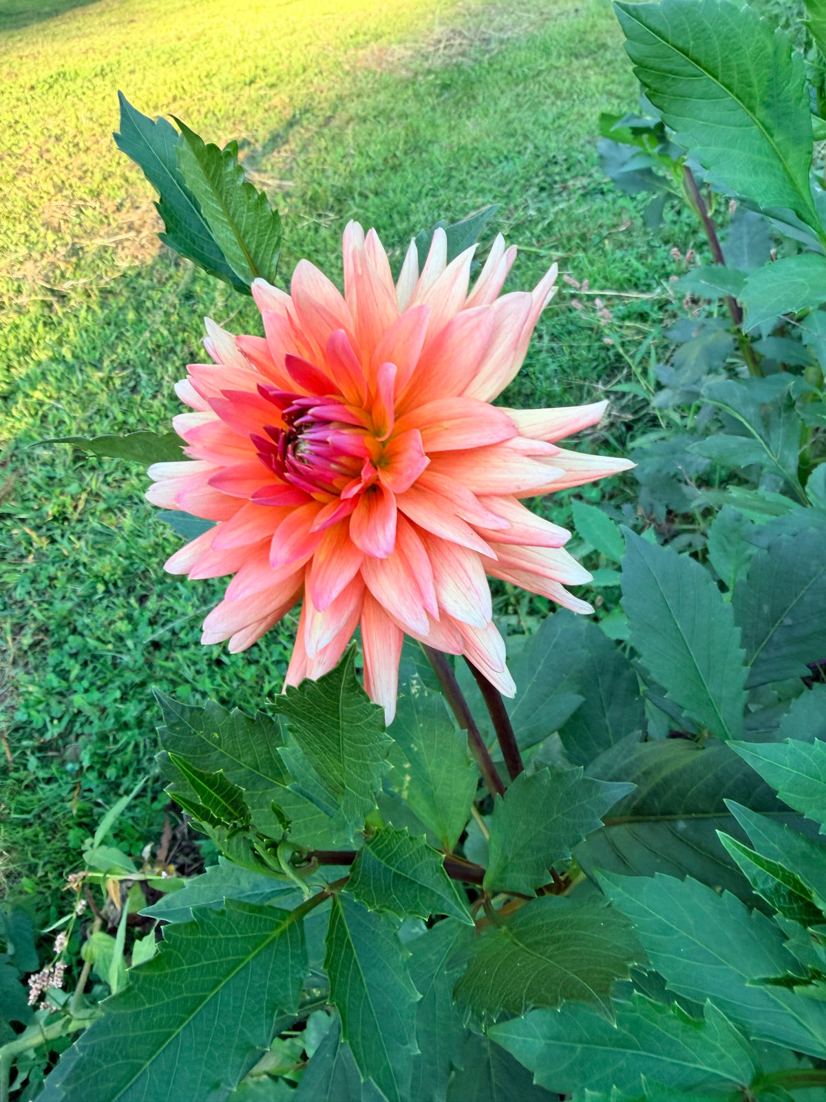 Schneckenstein Dahlia Tuber