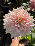 Lee's Rosalynn Dahlia Tuber