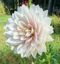 Hollyhill Snow Queen Dahlia Tuber