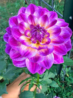 ALOA Jeu de Couleurs Dahlia Tuber