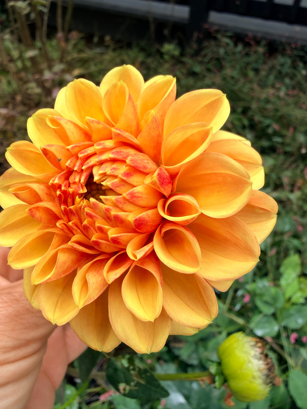 Lee's Beech Glow Dahlia Tuber
