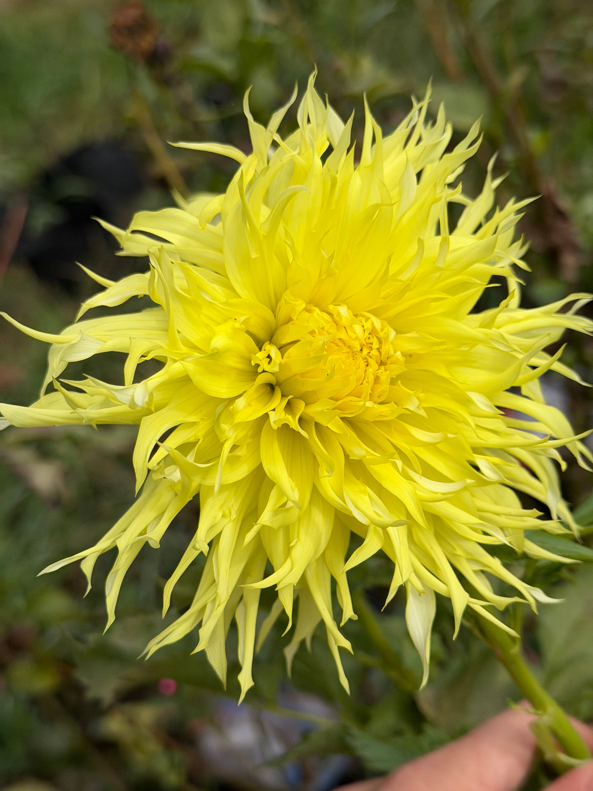 Northlake Heritage Dahlia Tuber