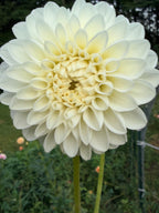 Undine Dahlia Tuber